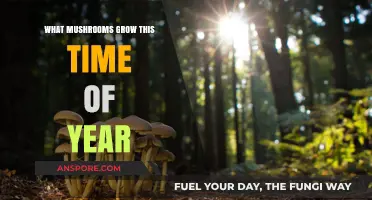 Autumn's Bounty: Discovering Seasonal Mushrooms Growing Wild This Time of Year