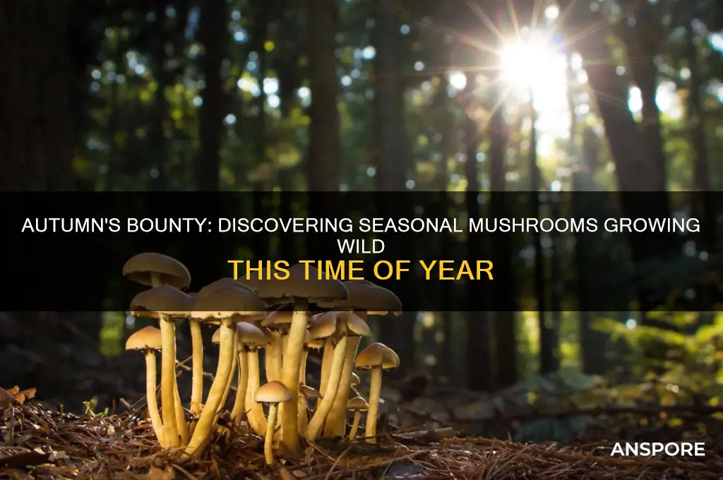 what mushrooms grow this time of year