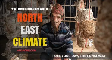 Best Mushrooms to Cultivate in the Northeast's Unique Climate