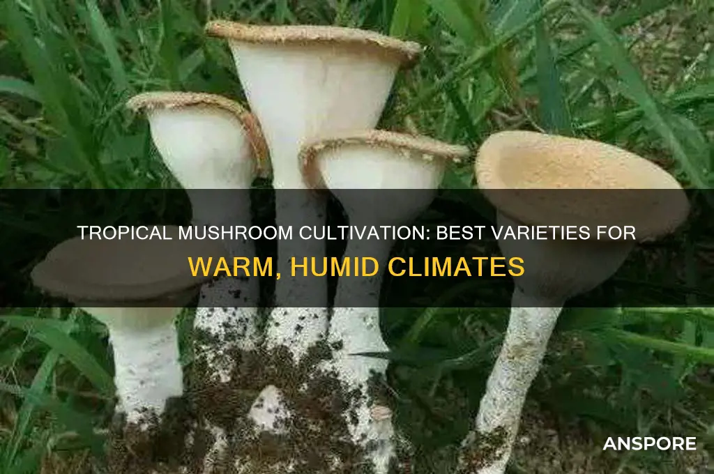 what mushrooms grow well in the tropics