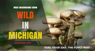 Discovering Michigan's Wild Mushrooms: A Guide to Foraging Safely
