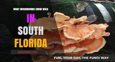 Discovering South Florida's Wild Mushrooms: A Guide to Native Fungi