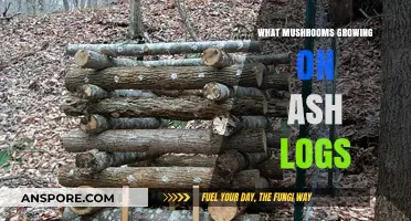 Discovering Edible and Medicinal Mushrooms Thriving on Ash Logs