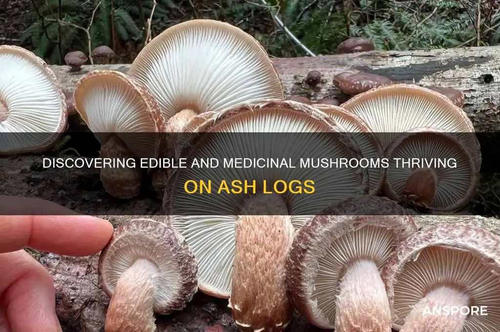 what mushrooms growing on ash logs