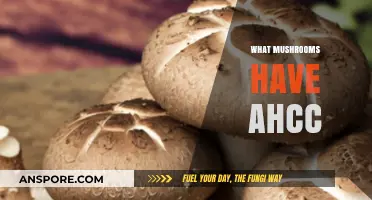 Mushrooms with AHCC: A Comprehensive Guide