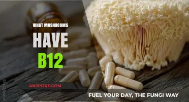 Mushroom Varieties Rich in Vitamin B12