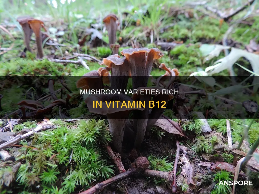 what mushrooms have b12