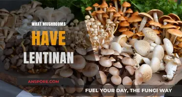 Mushrooms with Lentinan: A Comprehensive Guide