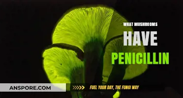 Penicillin-Producing Mushrooms: Nature's Antibiotics