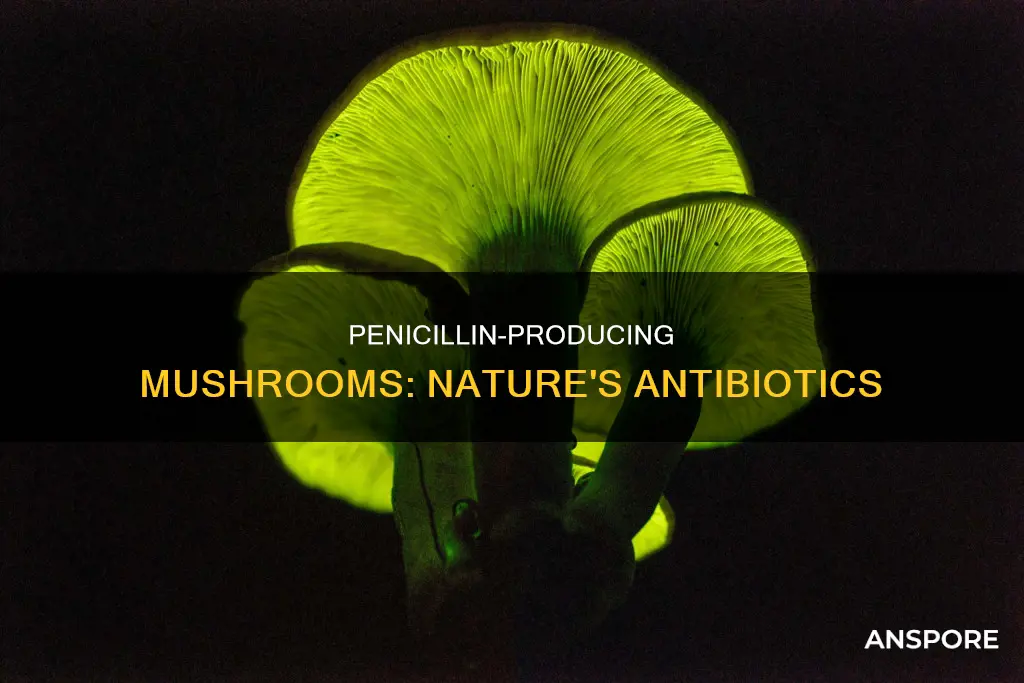 what mushrooms have penicillin