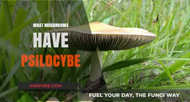 Magic Mushrooms: Which Species Contain Psilocybe?