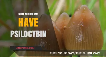 Magic Mushrooms: Which Species Contain Psilocybin?