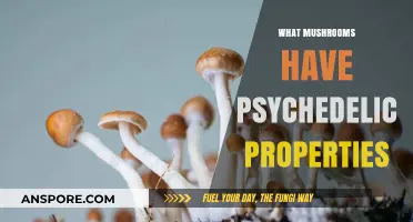 Psychedelic Mushrooms: Exploring Nature's Mind-Altering Fungi