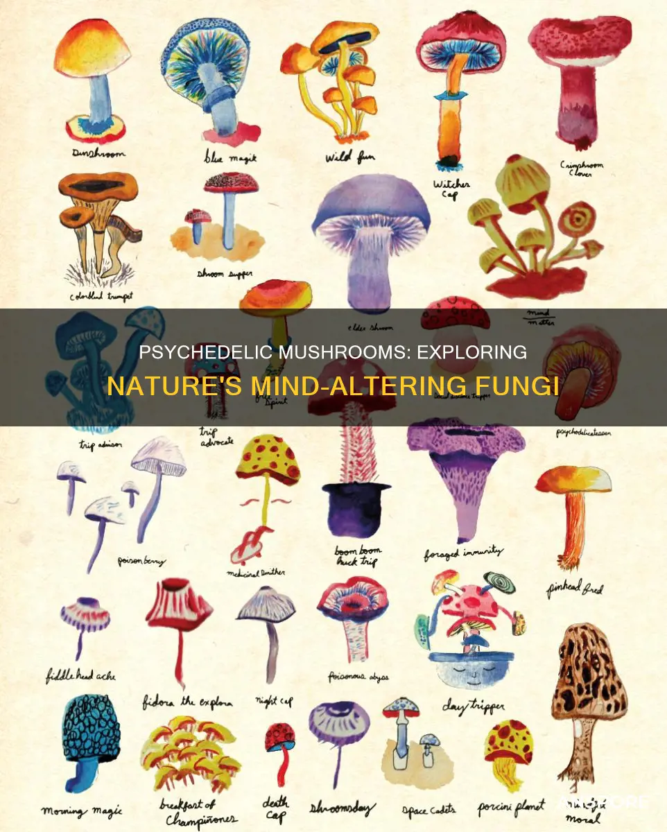 what mushrooms have psychedelic properties