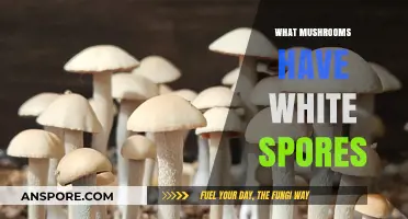 White Spores: Identifying Mushrooms by Their Spores