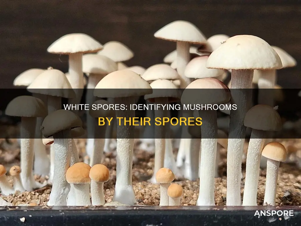 what mushrooms have white spores