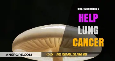 Mushrooms for Lung Cancer Treatment