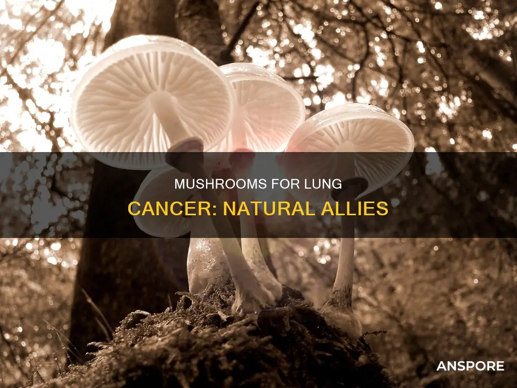 what mushrooms help lung canser