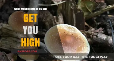 Exploring Pennsylvania's Psychoactive Mushrooms: A Guide to Their Effects and Risks