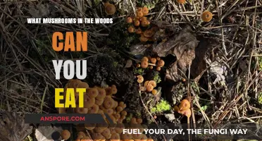 Foraging Safely: Identifying Edible Mushrooms in the Woods