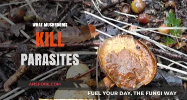 Mushroom Power: Killing Parasites with Fungi