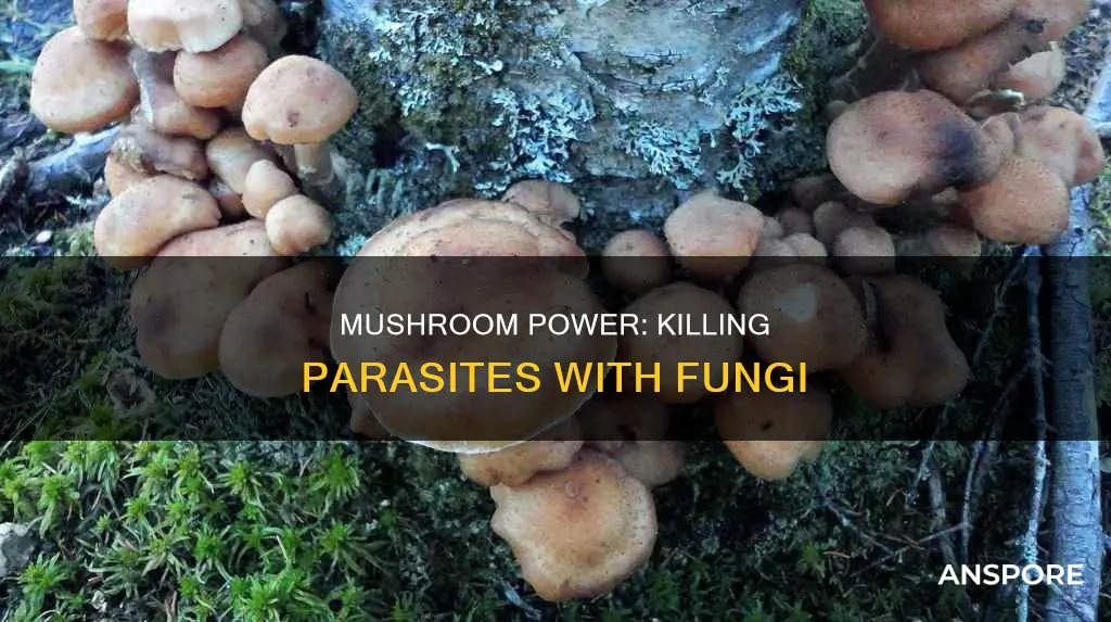 what mushrooms kill parasites