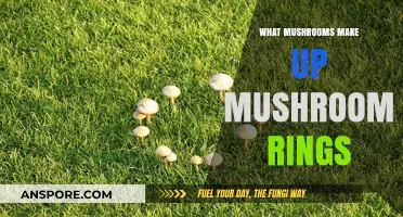 Unveiling the Secrets: Which Mushrooms Form Mystical Fairy Rings?
