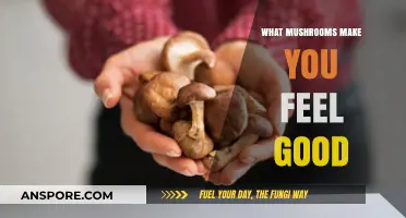 Feel-Good Fungi: Discover Mushrooms That Boost Mood and Well-Being