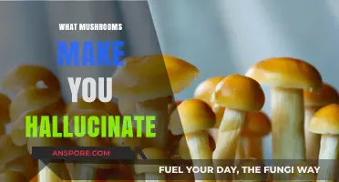 Exploring Psychedelic Mushrooms: Which Species Induce Hallucinations?