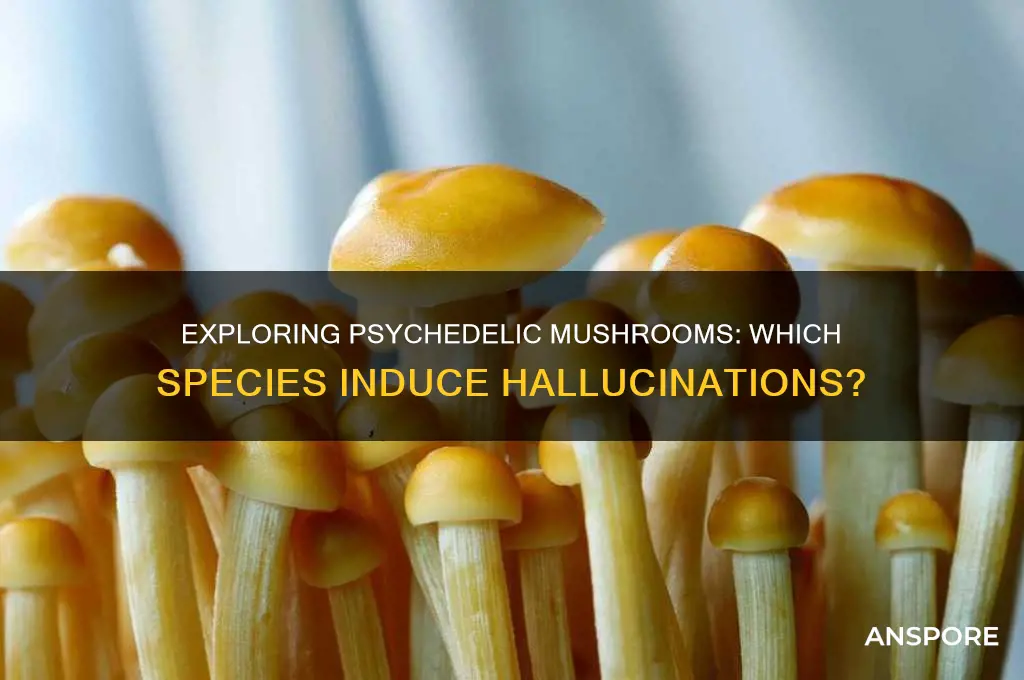 what mushrooms make you hallucinate
