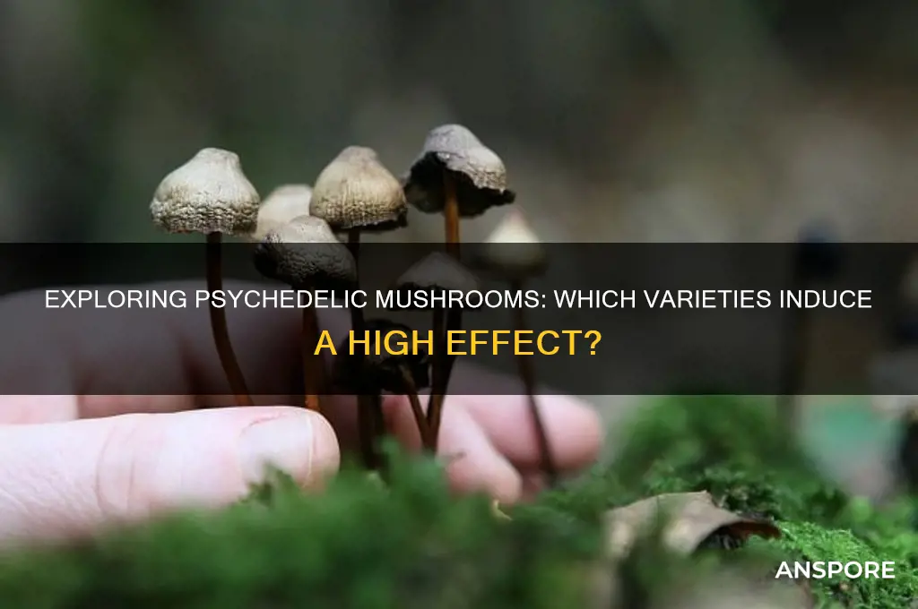 what mushrooms make you high