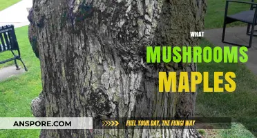 Mushrooms and Maples: A Natural Bond