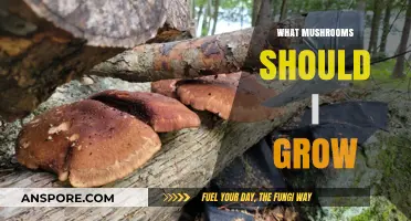 Best Mushrooms to Grow: Top Varieties for Beginners and Enthusiasts