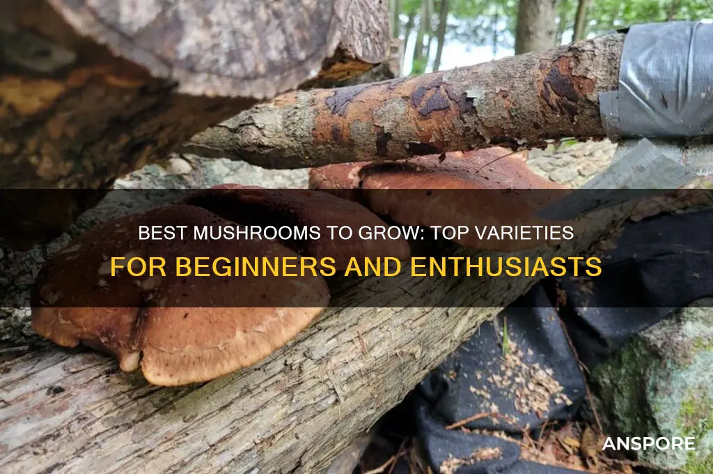 what mushrooms should i grow