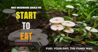 Discover the Best Mushrooms to Boost Your Health and Flavor