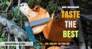 Mushroom Delicacy: Which Tasty Fungi Should You Try?
