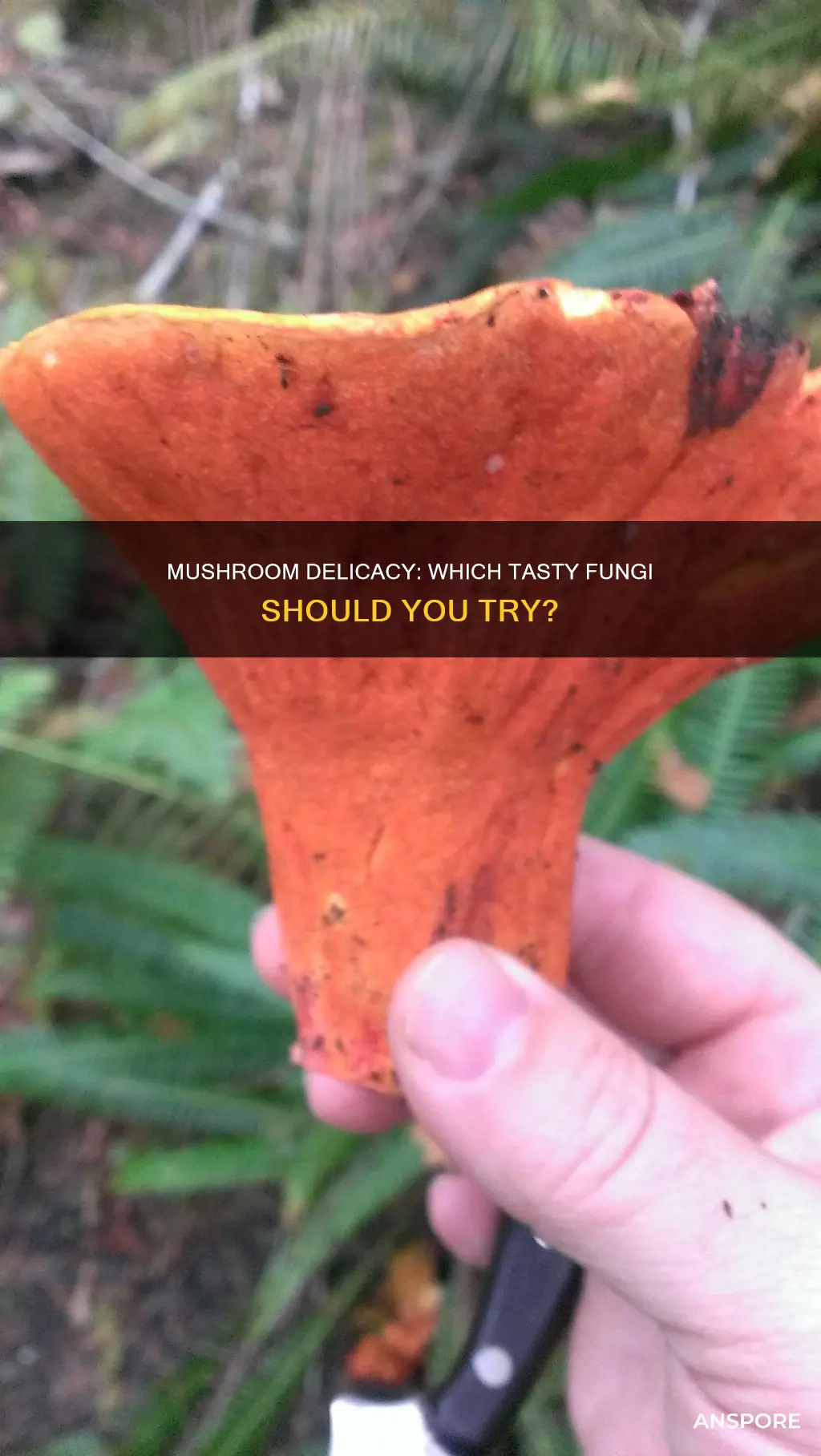 what mushrooms taste the best