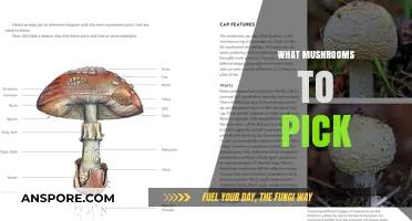 Mushroom Picking: Safe and Delicious Foraging