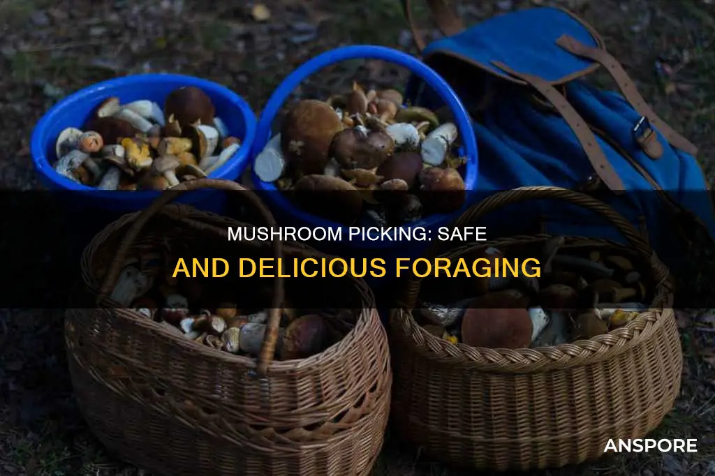 what mushrooms to pick