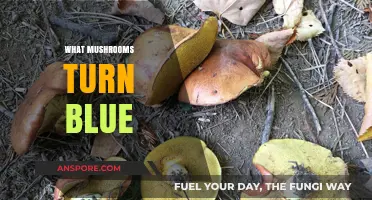 Identifying Mushrooms: Blue Hue Clues