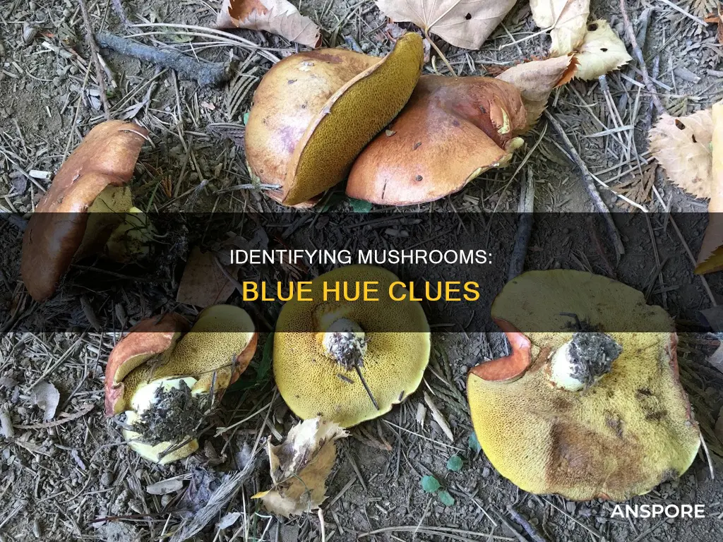 what mushrooms turn blue