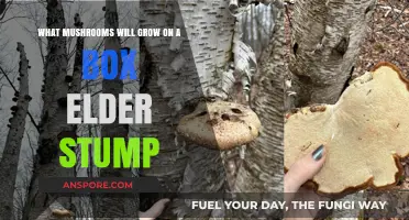 Mushrooms Thriving on Box Elder Stumps: A Fungal Exploration Guide
