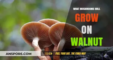 Discovering Mushrooms That Thrive on Walnut Trees: A Comprehensive Guide