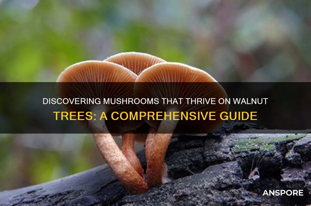 what mushrooms will grow on walnut