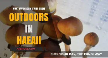 Discover Hawaii's Outdoor Mushroom Varieties: A Tropical Fungi Guide