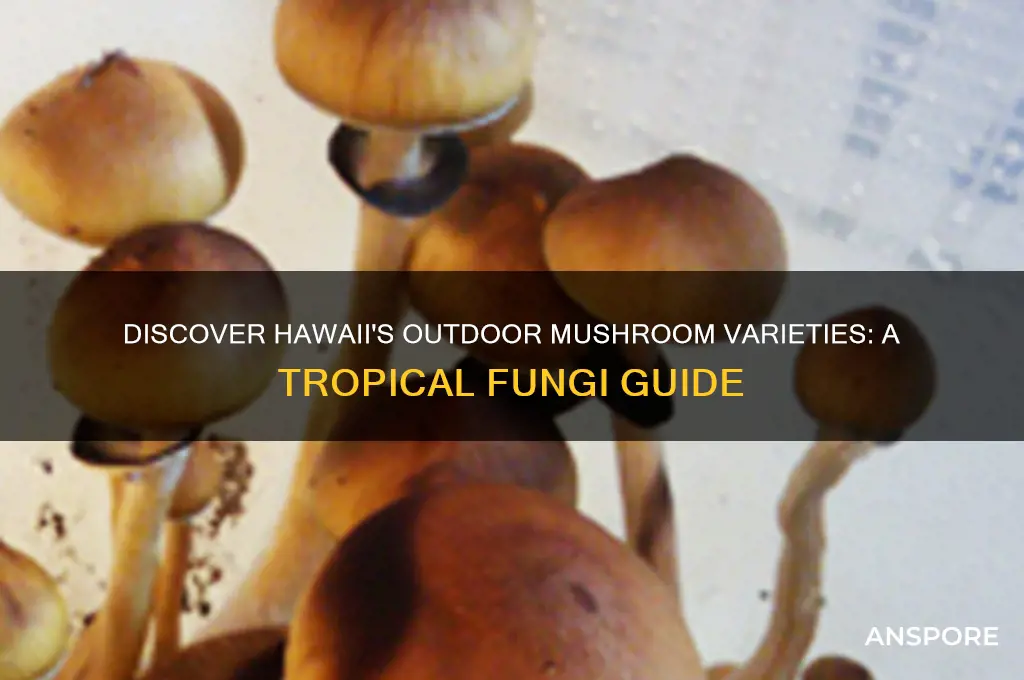 what mushrooms will grow outdoors in haeaii
