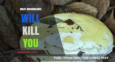 Deadly Mushrooms: Identifying the Lethal Few