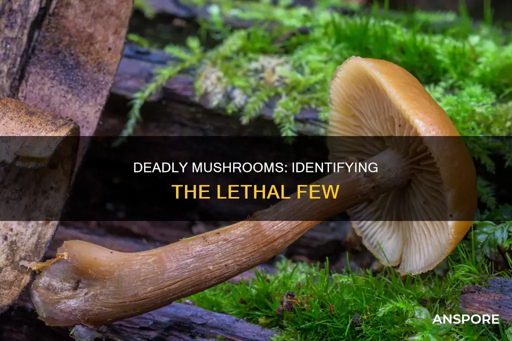 what mushrooms will kill you