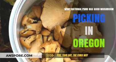 Oregon's Best National Park for Mushroom Foraging Adventures