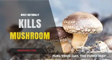 Eradicating Mushrooms: Natural Ways to Kill Them Off